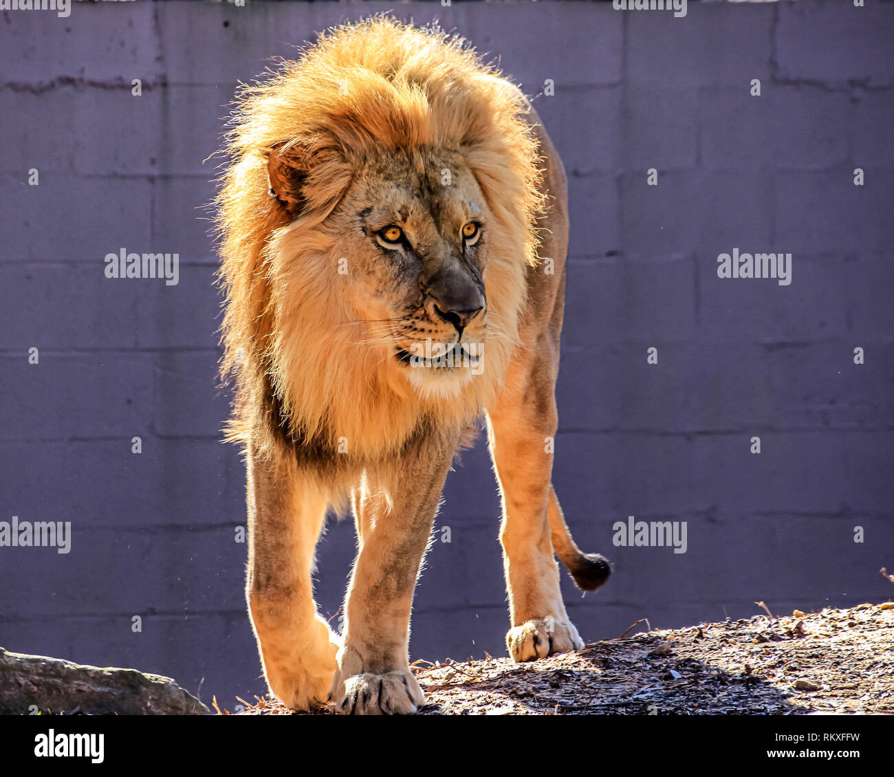 Un maschio di leone africano passeggiate in un contenitore in un giardino zoologico. Foto Stock