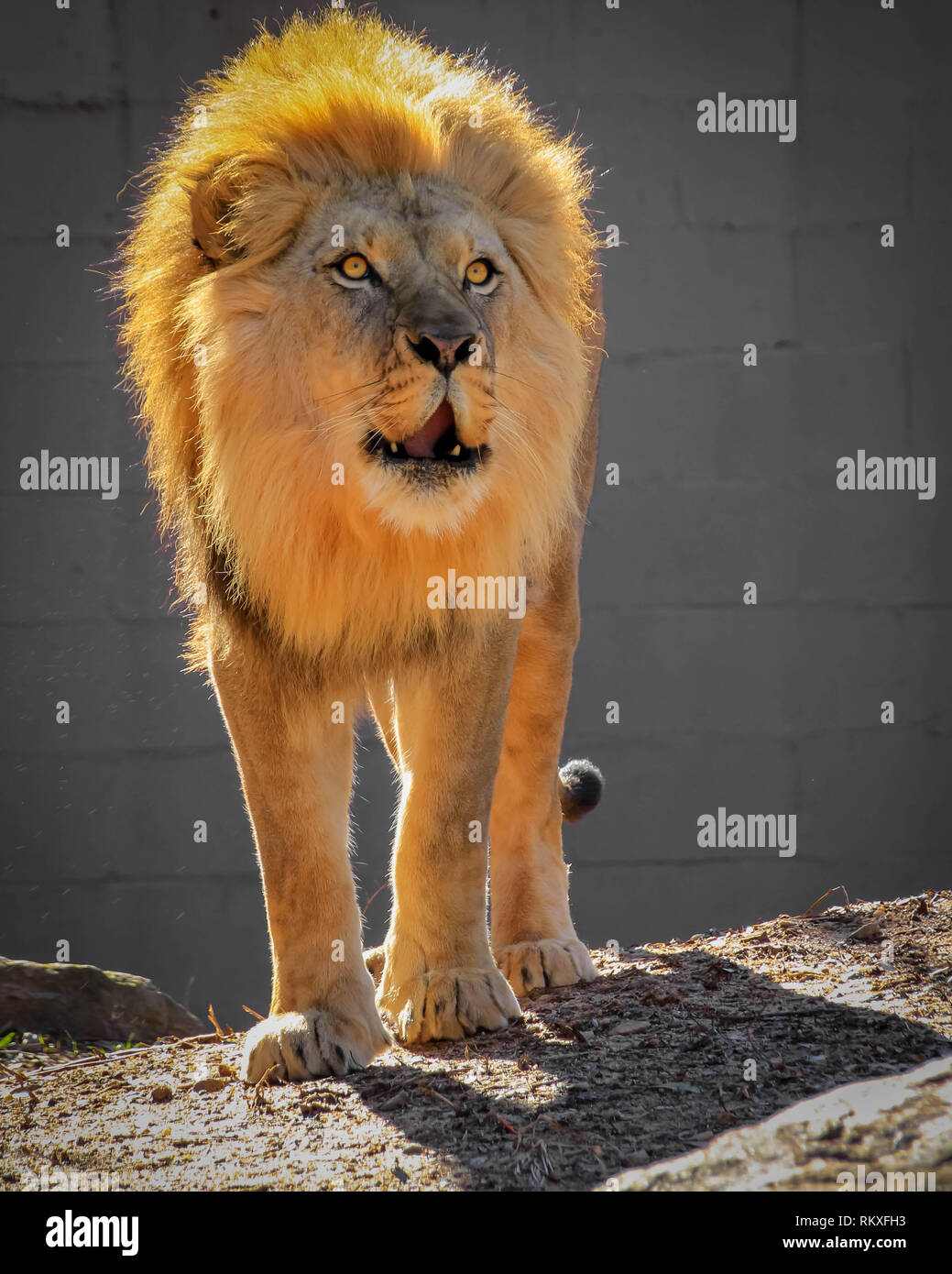 Un maschio di leone africano ruggisce come egli cammina in un involucro allo zoo. Foto Stock