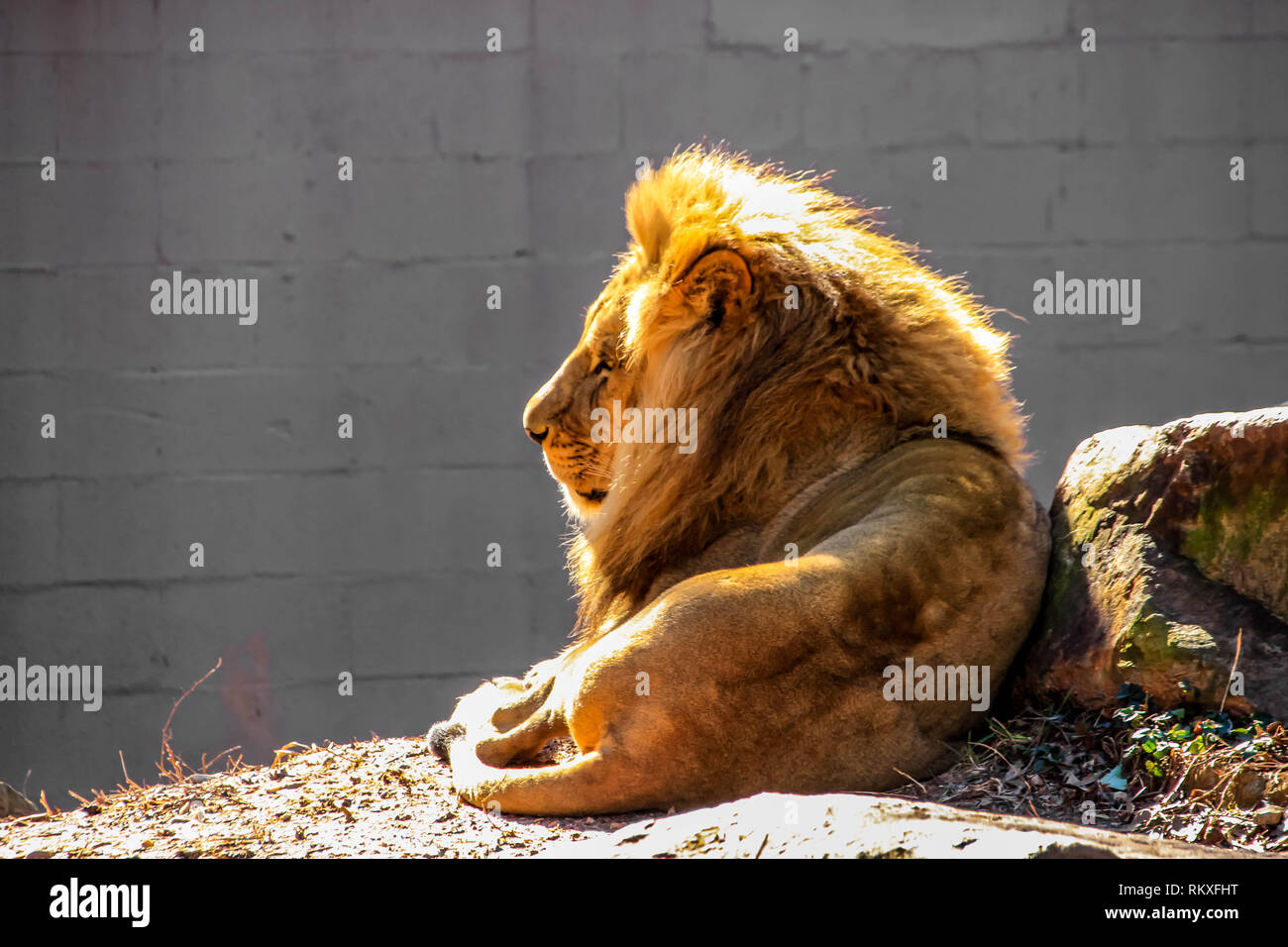 Un maschio di leone africano si trova al sole in un involucro allo zoo. Foto Stock