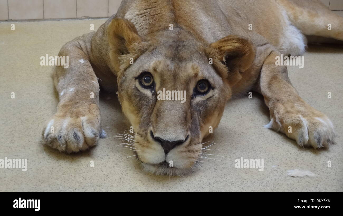Anestetizzati lion allo zoo di Liberec nella Repubblica ceca per la salute esame Foto Stock