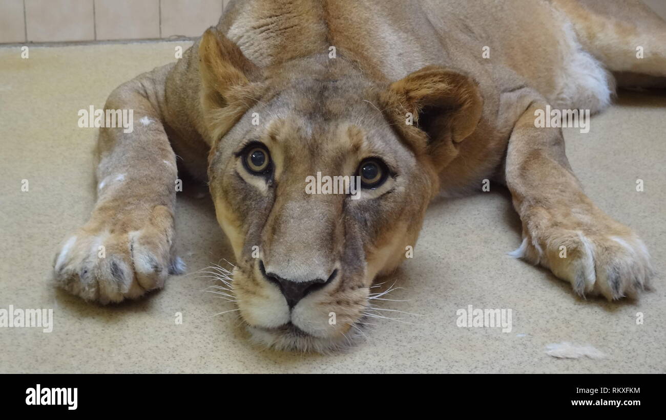 Anestetizzati lion allo zoo di Liberec nella Repubblica ceca per la salute esame Foto Stock