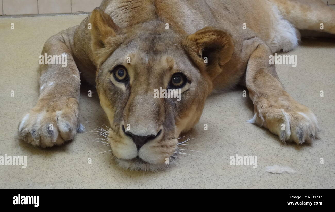 Anestetizzati lion allo zoo di Liberec nella Repubblica ceca per la salute esame Foto Stock