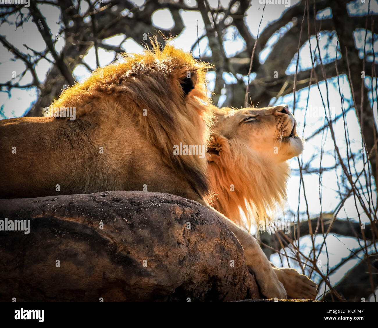 Un maschio di leone africano ruggisce mentre giacenti su una roccia accanto a un altro Lion in un contenitore in un giardino zoologico. Foto Stock