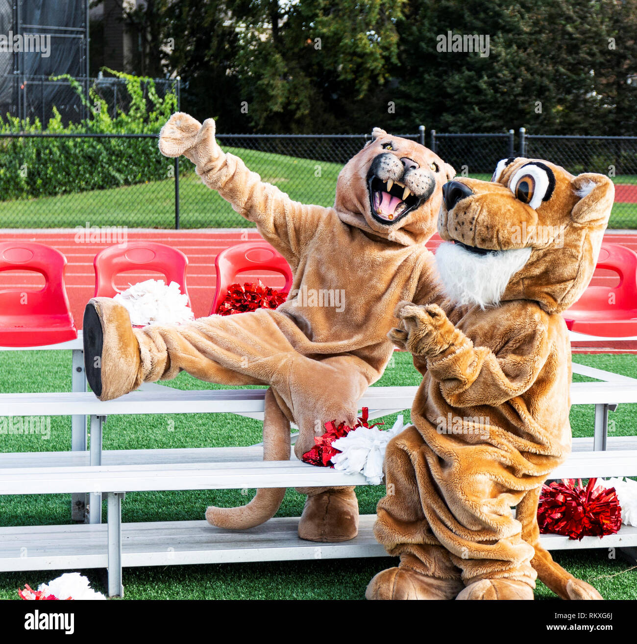 Un maschio e femmina cougar mascotte imbrogliamo intorno per la fotocamera mentre è seduto sul piccolo portatile bleachers Foto Stock