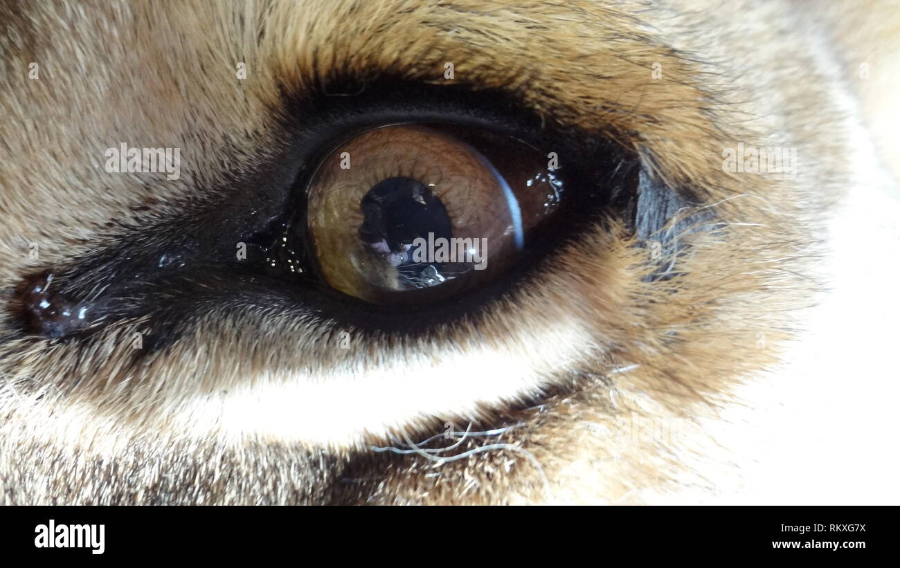 Anestetizzati lion allo zoo di Liberec nella Repubblica ceca per la salute esame Foto Stock