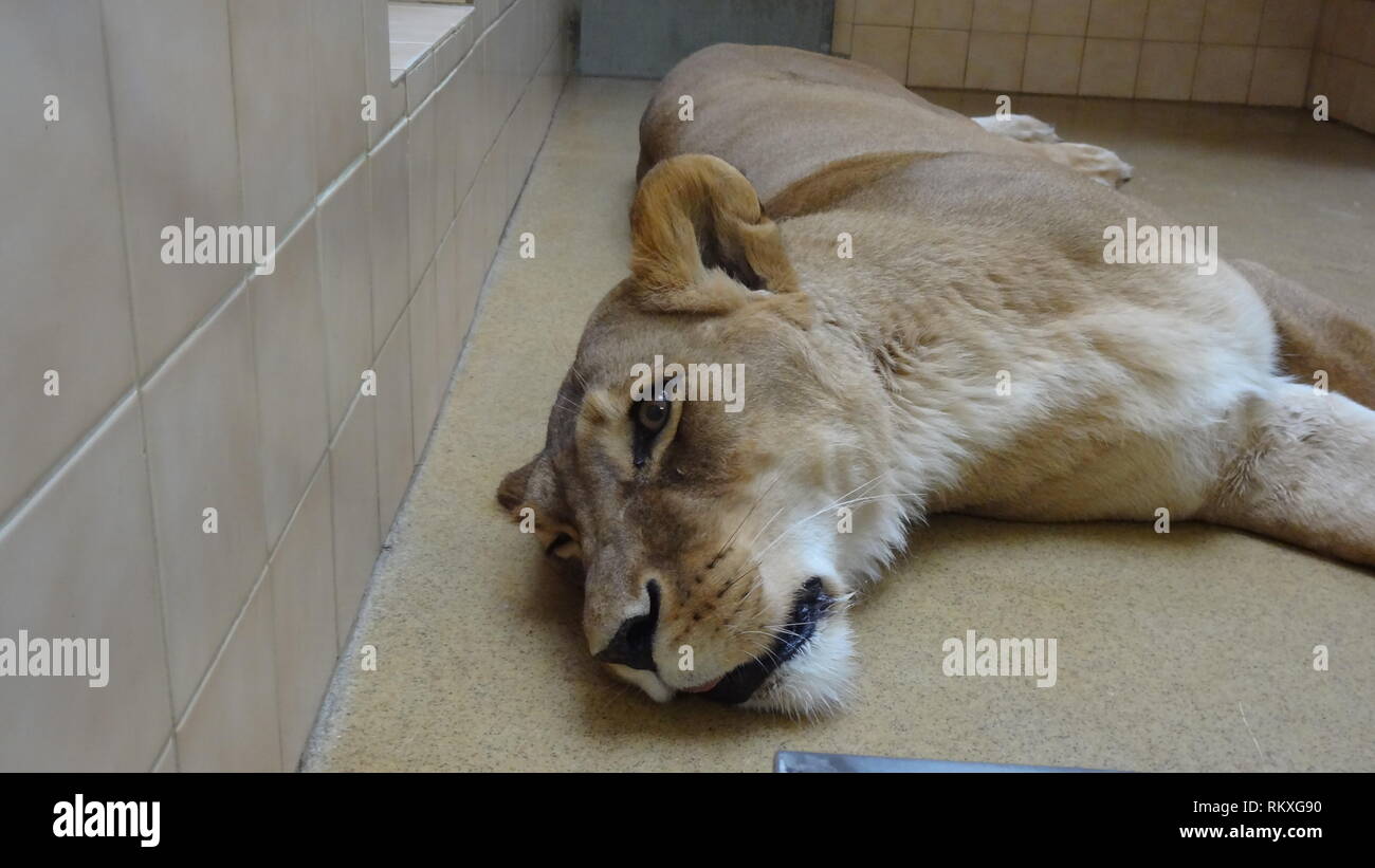 Anestetizzati lion allo zoo di Liberec nella Repubblica ceca per la salute esame Foto Stock
