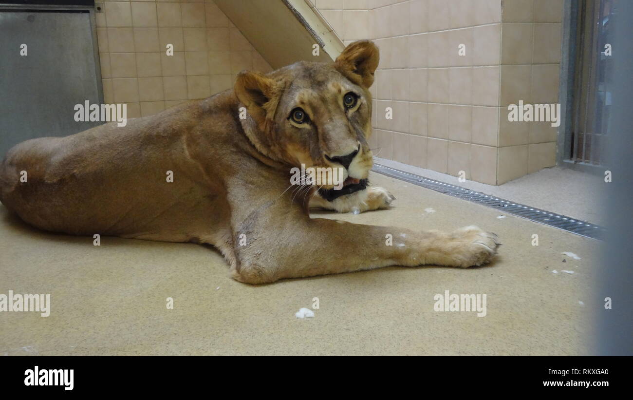 Anestetizzati lion allo zoo di Liberec nella Repubblica ceca per la salute esame Foto Stock