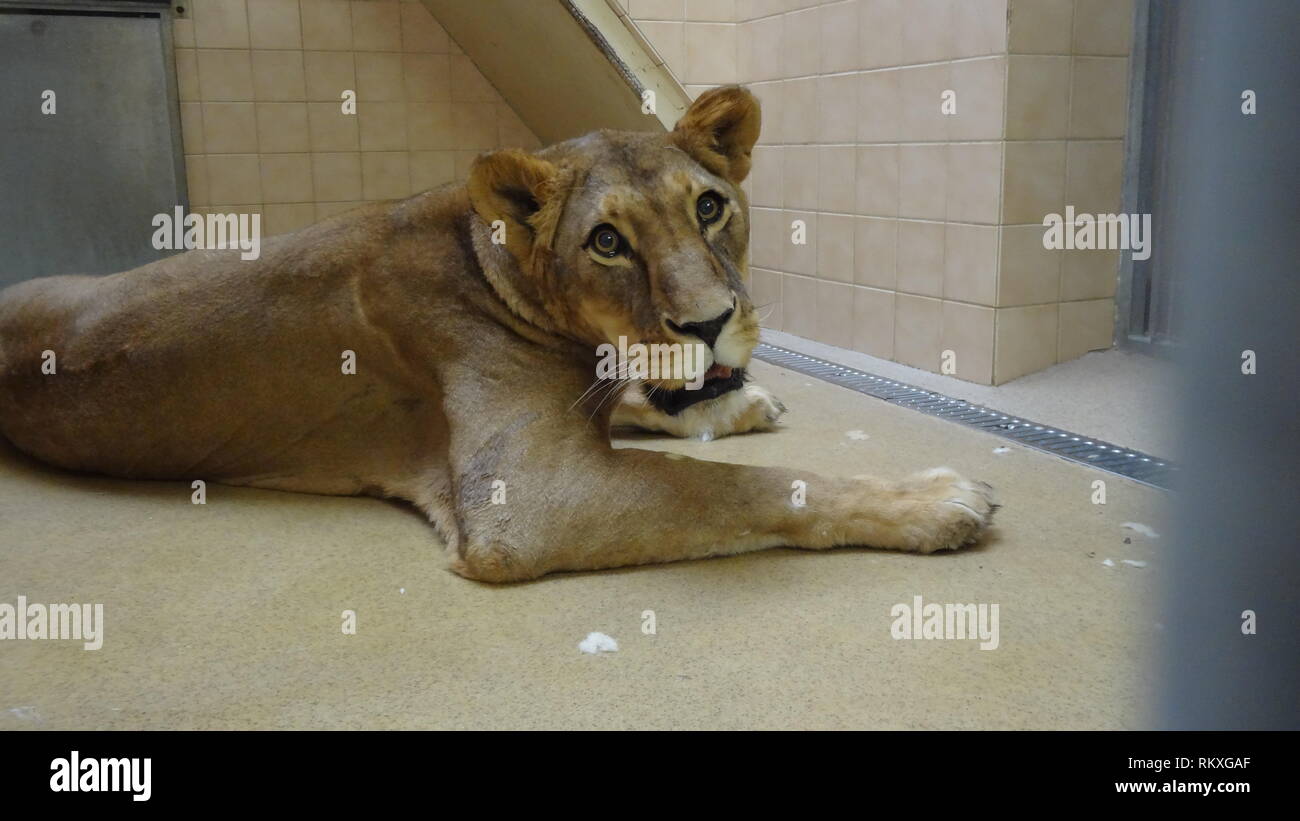 Anestetizzati lion allo zoo di Liberec nella Repubblica ceca per la salute esame Foto Stock