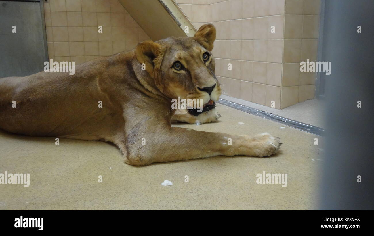Anestetizzati lion allo zoo di Liberec nella Repubblica ceca per la salute esame Foto Stock