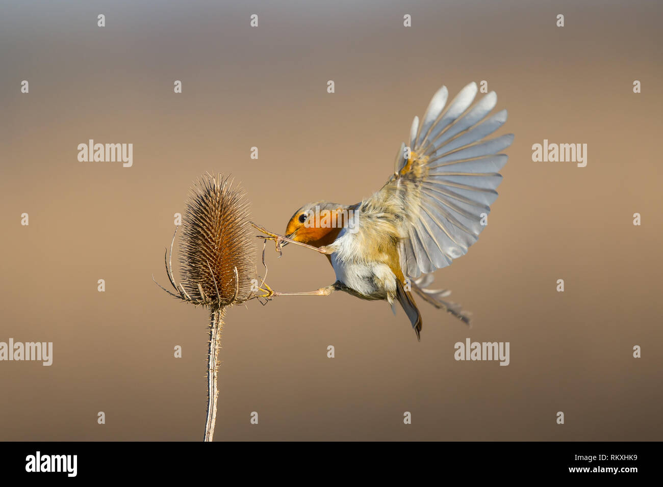 Primo piano di incredibile, isolato, selvaggio rapina inglese (Erithacus rubecula) che si aggirano a mezz'aria, cercando di atterrare su una tesella selvaggia. Dettagli piuma dell'ala dell'uccello. Foto Stock Primo piano di incredibile, isolato, selvaggio rapina inglese (Erithacus rubecula) che si aggirano a mezz'aria, cercando di atterrare su una tesella selvaggia. Dettagli piuma dell'ala dell'uccello. Foto Stock