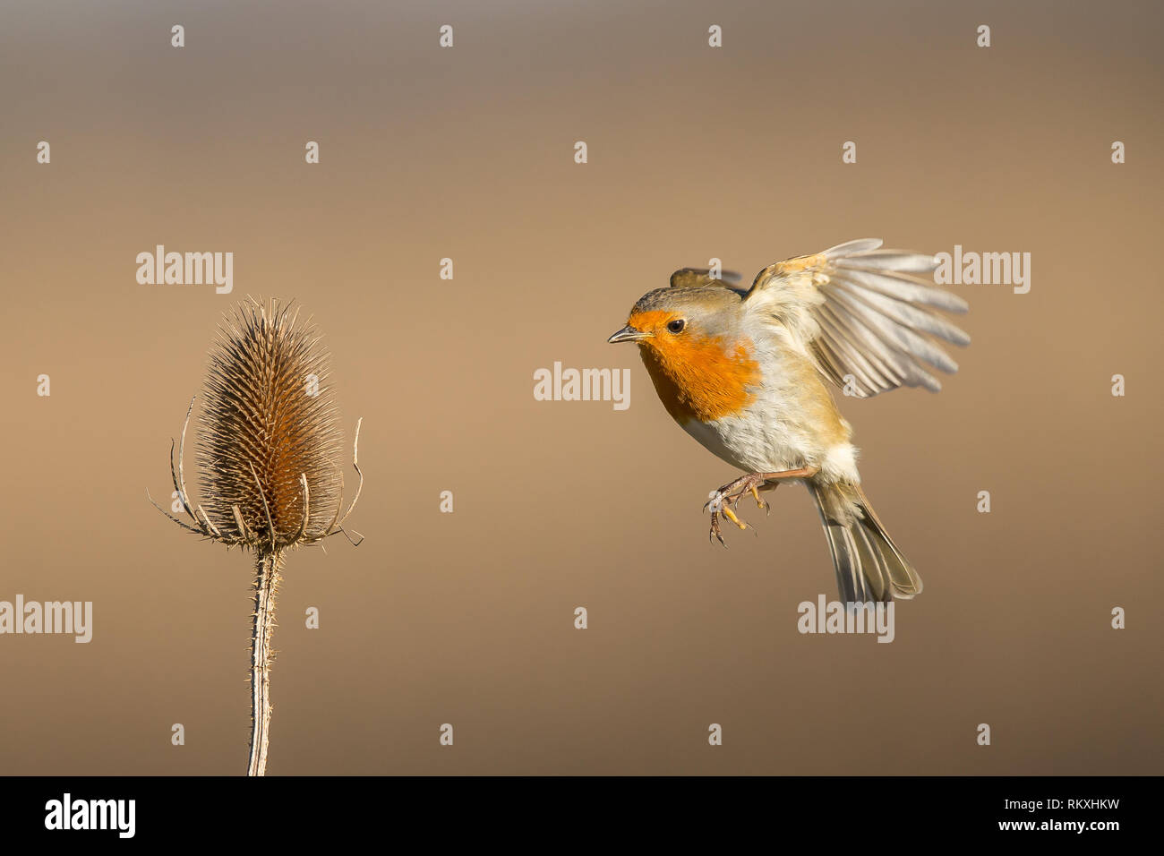 Primo piano dell'uccello robiniano britannico (Erithacus rubbecula) in volo a mezz'aria, che vola a un singolo teasel selvatico (Dipsacus) in ambiente naturale. Foto Stock Primo piano dell'uccello robiniano britannico (Erithacus rubbecula) in volo a mezz'aria, che vola a un singolo teasel selvatico (Dipsacus) in ambiente naturale. Foto Stock