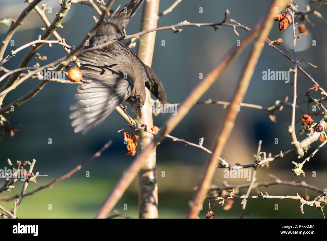 Blackbird lottando per raggiungere le mele granchio da un albero in inverno. Foto Stock