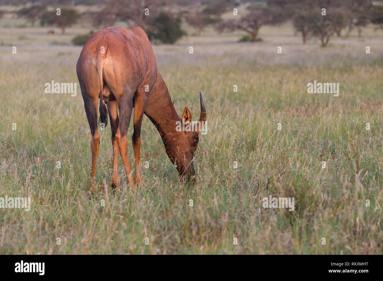 Tsessebe (Damaliscus lunatus) antilope pascolano sulla savana erba nel selvaggio a Mokala National Park in Sud Africa con la sua parte posteriore per la fotocamera Foto Stock