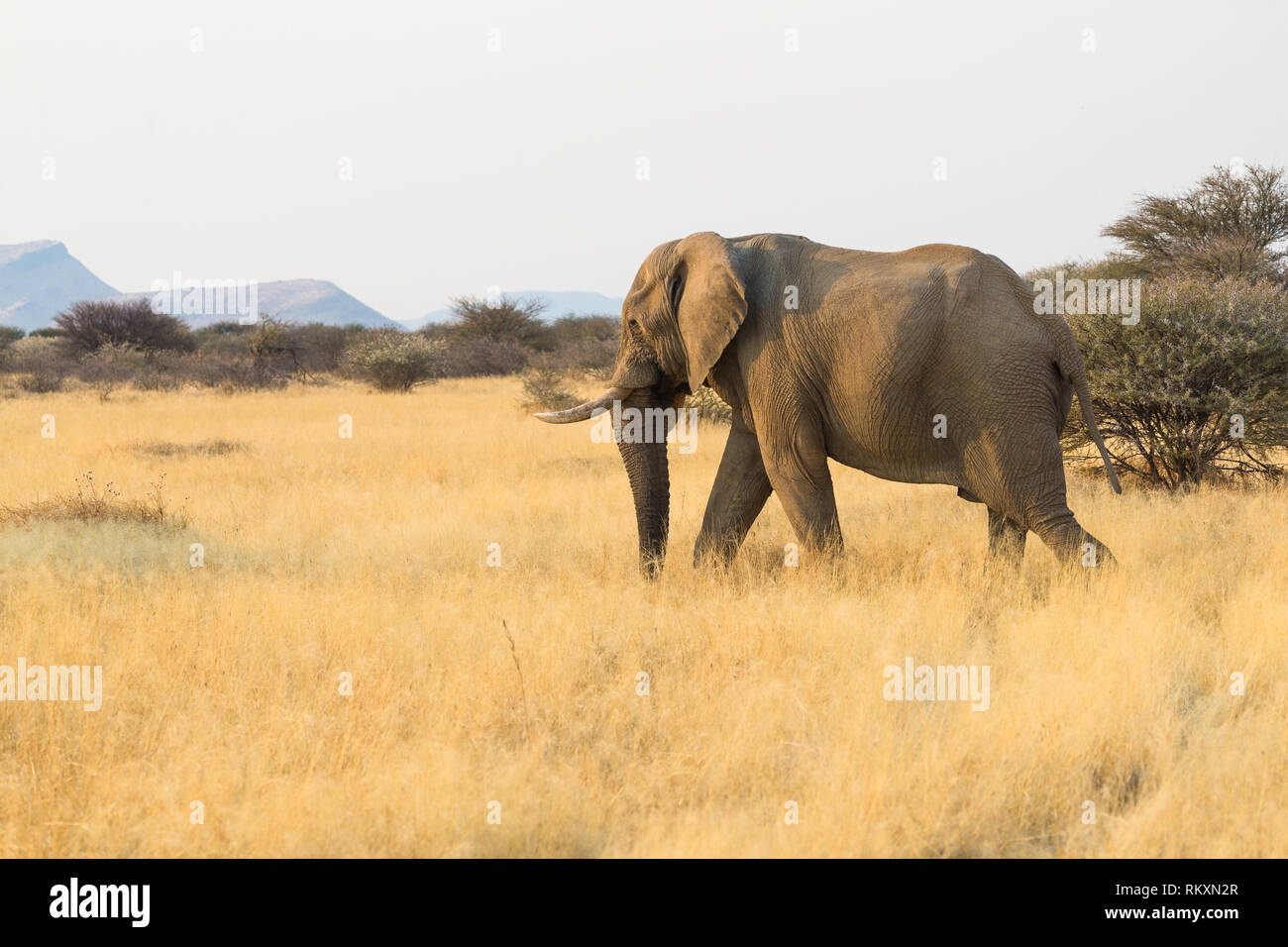 Elefante africano (Loxodonta africana) passeggiate attraverso lunghi giallo Erba savana al tramonto in Namibia in Africa Foto Stock