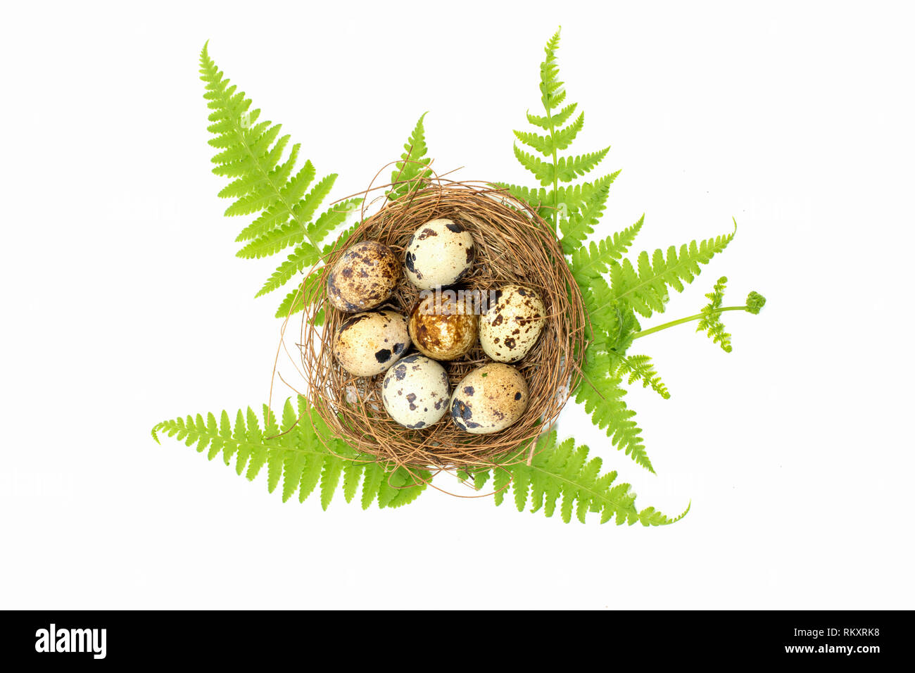 Uova di uccello e di pollo su sfondo bianco Foto Stock