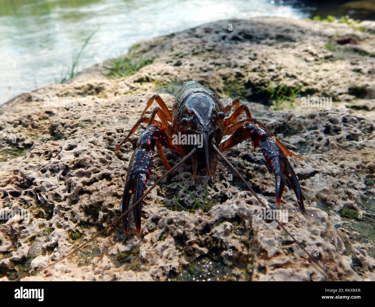 Un europeo di gamberi di acqua dolce o di aragosta o astice fuoriesce dell'acqua attratti dal cibo Austropotamobius pallipes Foto Stock