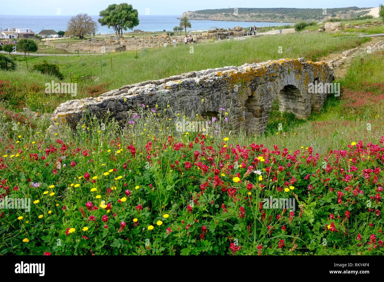 Una vista del lussureggiante di fiori selvatici prato e le rovine Romane di Baelo Claudia, dietro la spiaggia di Bolonia Bay, Costa de la Luz, Spagna. Foto Stock