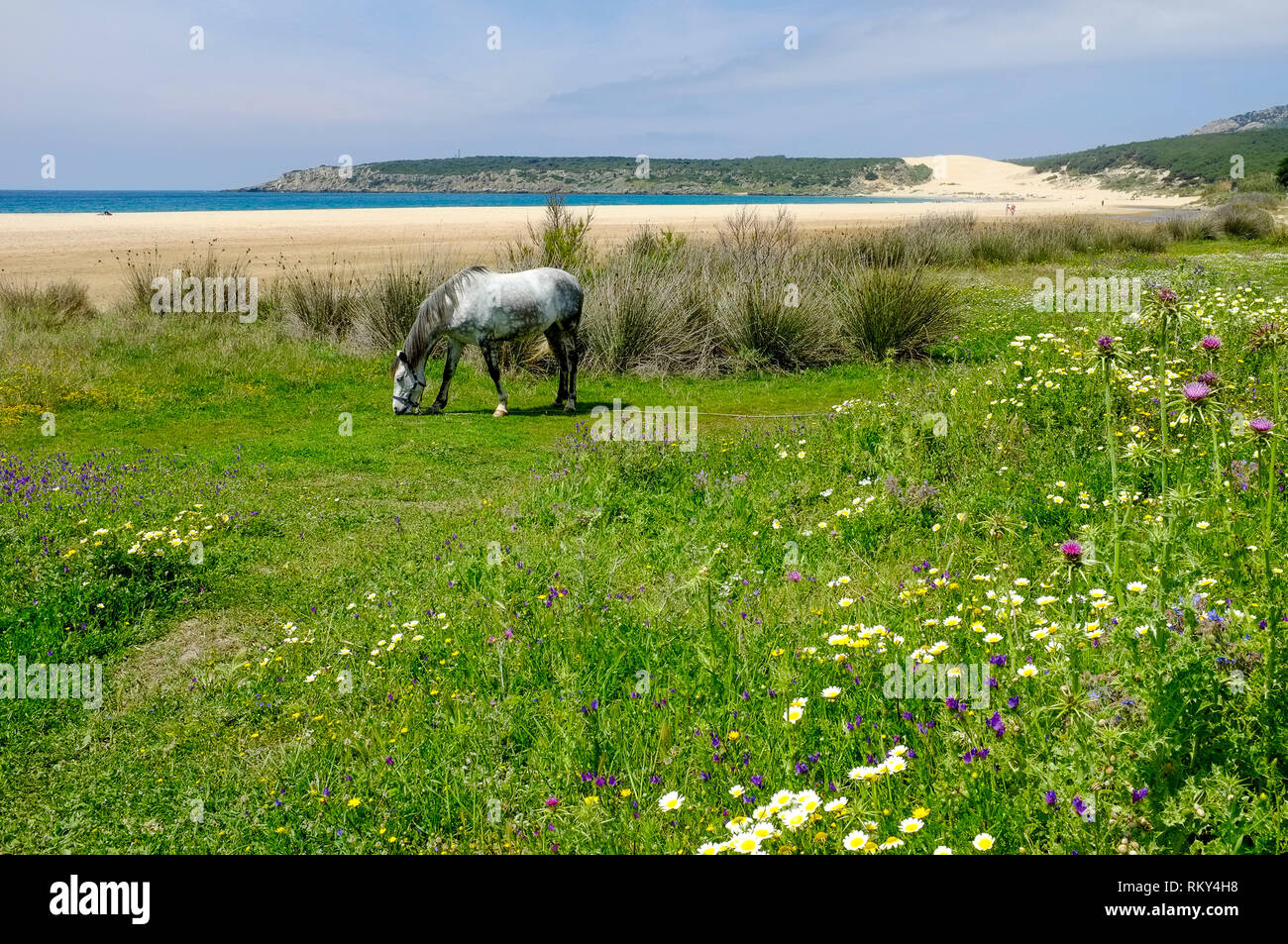 Un cavallo al pascolo in un selvaggio fiore prato accanto alla spiaggia deserta e dune di sabbia a Bolonia Bay, Costa de la Luz, Andalusia, Spagna Foto Stock