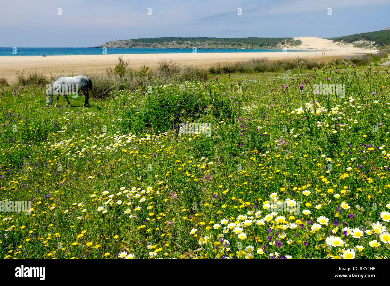 Un cavallo al pascolo in un selvaggio fiore prato accanto alla spiaggia deserta e dune di sabbia a Bolonia Bay, Costa de la Luz, Andalusia, Spagna Foto Stock