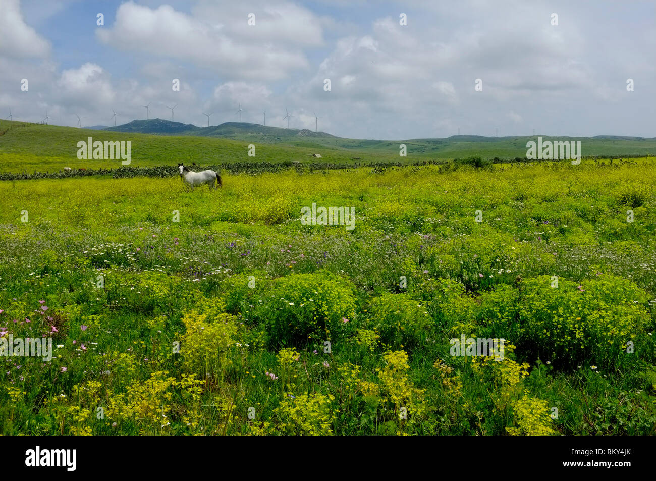 Un cavallo bianco in un lussureggiante campo sulla Costa de la Luz, Andalusia, Spagna Foto Stock