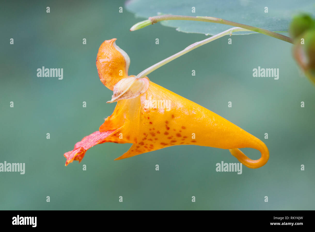 A forma di tromba, un brillante di colore arancio jewelweed blossom pende da una vite. Foto Stock