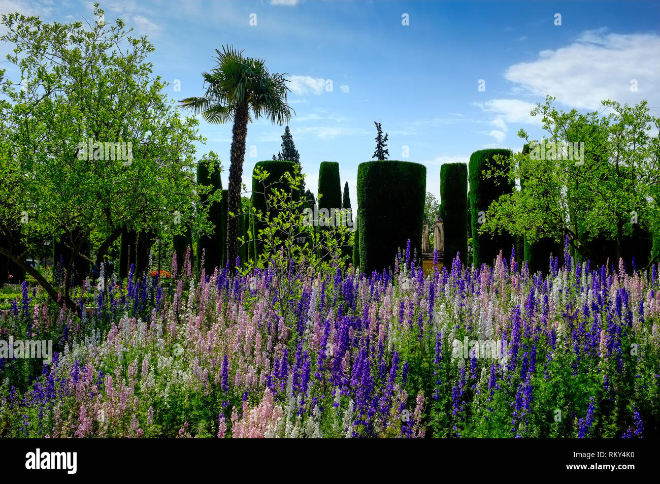 Un letto di larkspur multicolori nei giardini dell'Alcazar di Cordoba, noto anche come l'Alcazar dei monarchi cristiani, Cordoba, Spagna Foto Stock