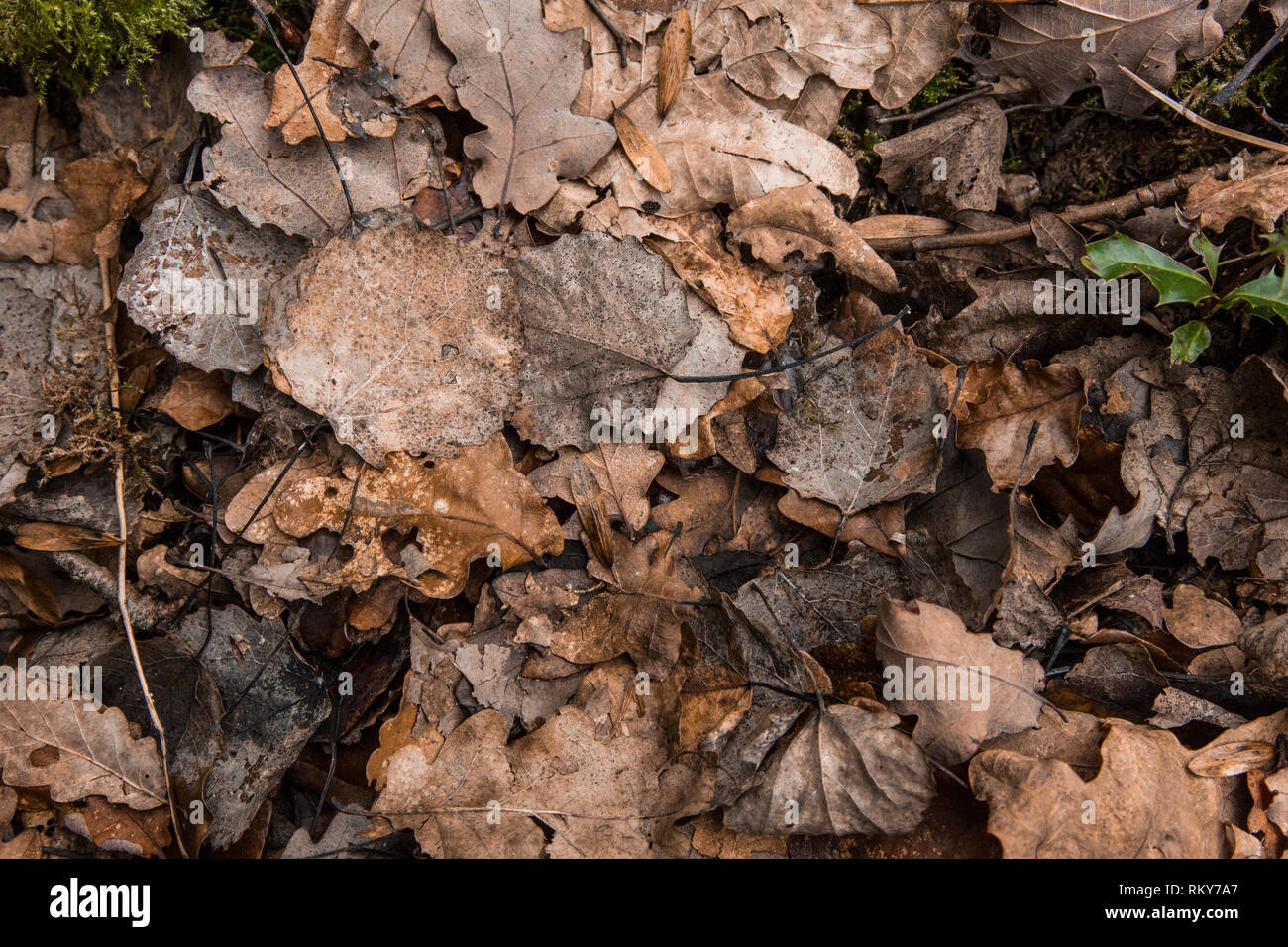 Foglie di autunno sul terreno di riempimento del telaio Foto Stock