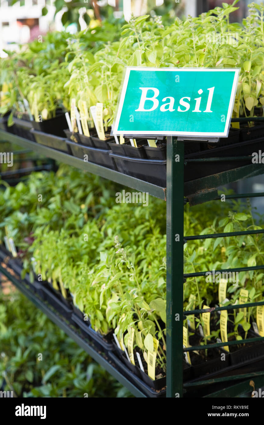 Piante del basilico Foto Stock