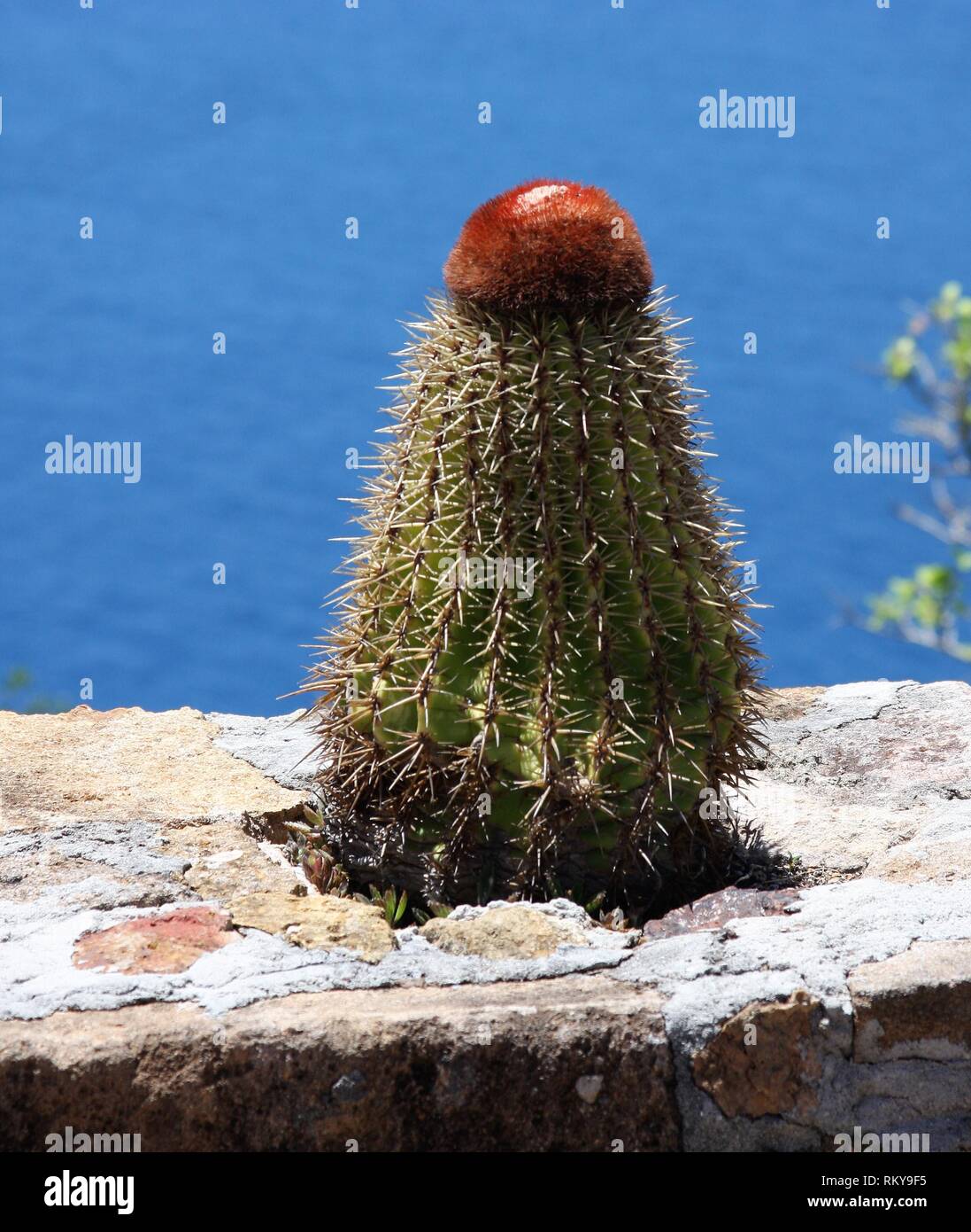 I turchi Cap Cactus Foto Stock
