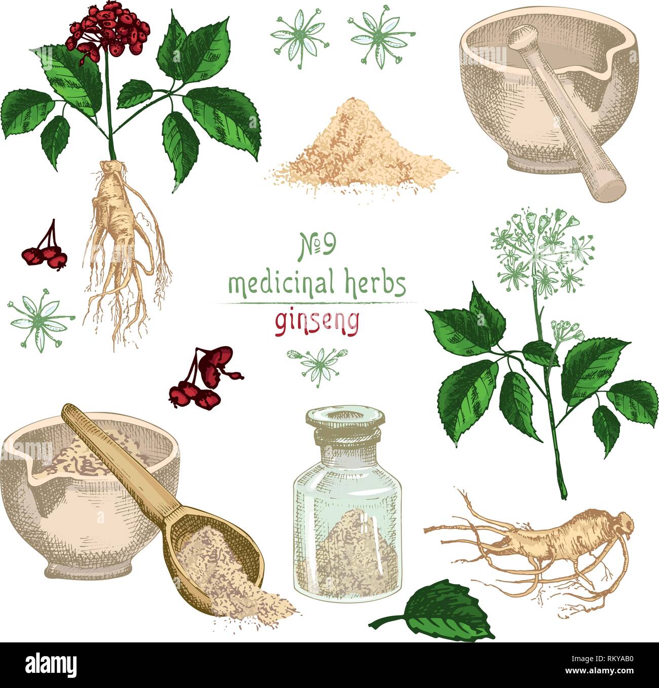 Botanico realistico disegno colorato di radice di ginseng, fiori, frutti di bosco, bottiglia, mortaio e pestello isolato su bianco Illustrazione Vettoriale