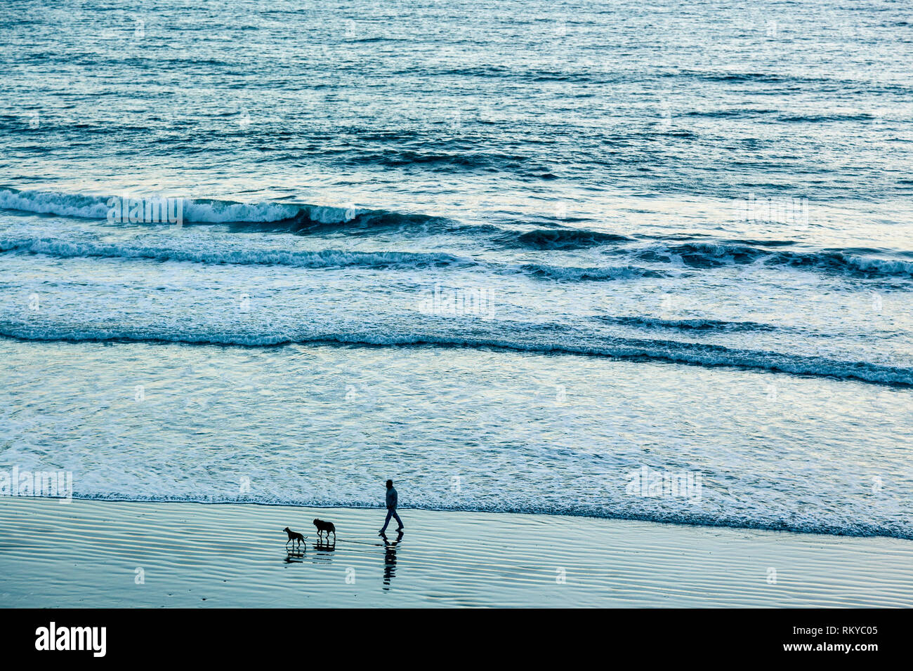 Ripresa a tutto campo di un stagliano uomo a camminare lungo la spiaggia con due cani. Foto Stock