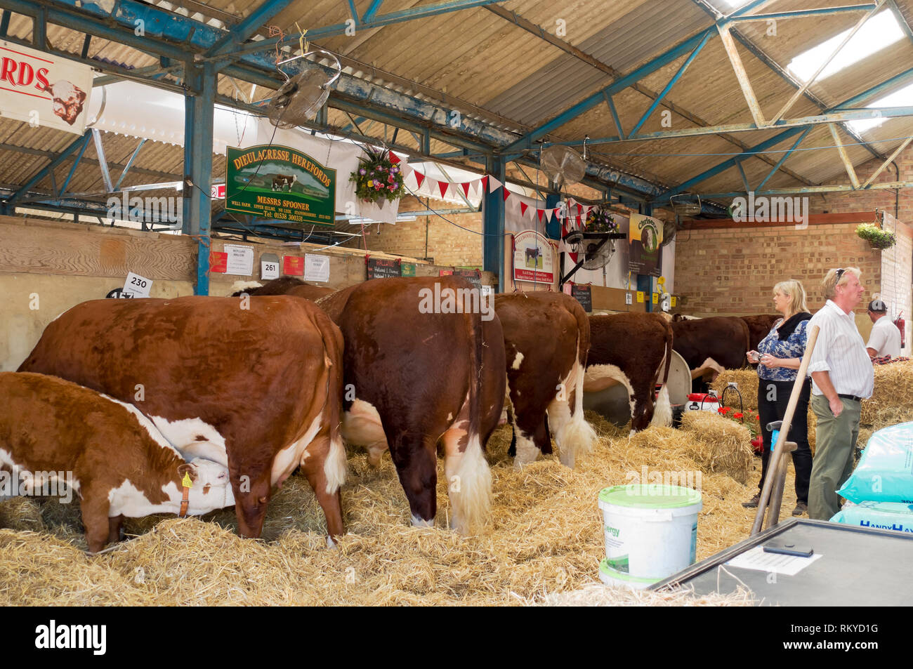 Hereford bovini nella stalla al grande spettacolo dello Yorkshire. Foto Stock