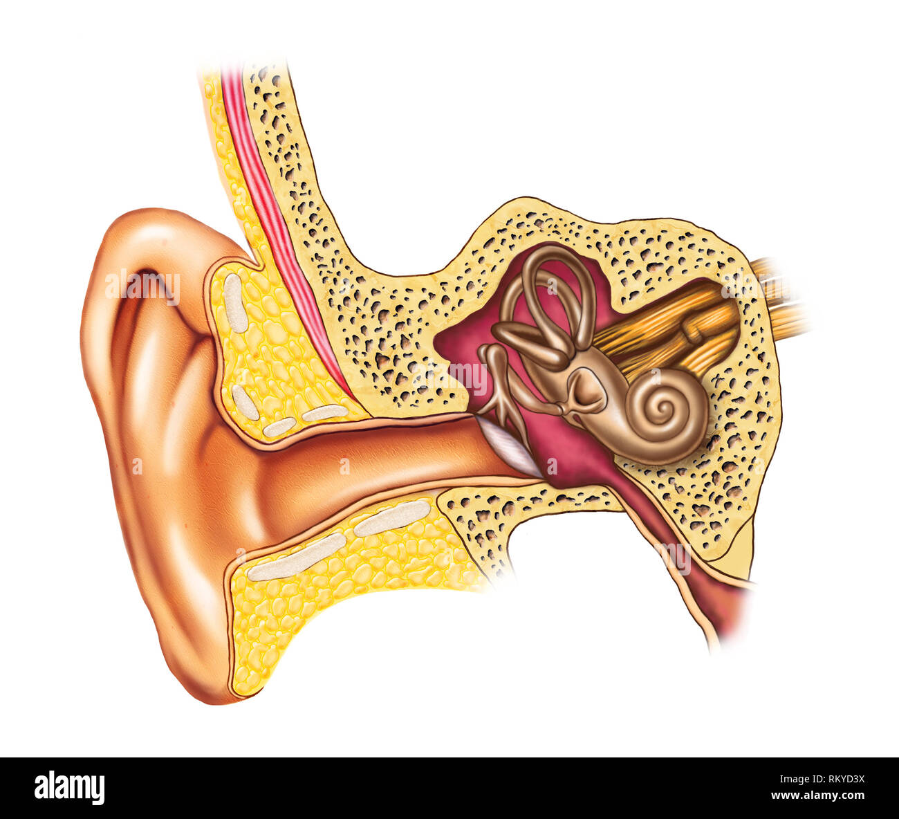 Illustrazione che mostra gli interni di un orecchio umano. Illustrazione Digitale. Foto Stock