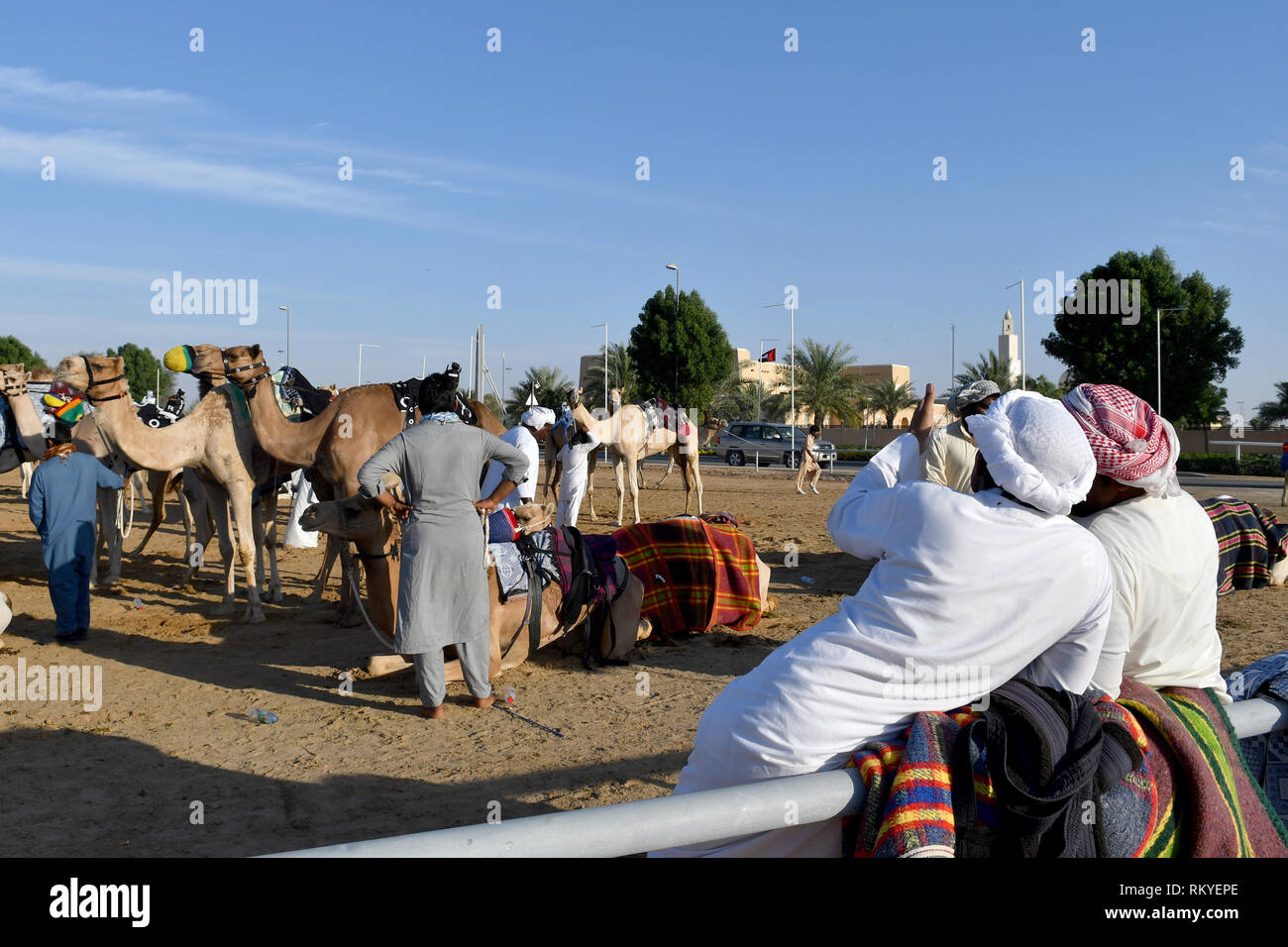 Preparare i cammelli per la prossima gara in pista per le corse di cammelli Al Marmoum a Dubai (Emirati Arabi Uniti) Foto Stock