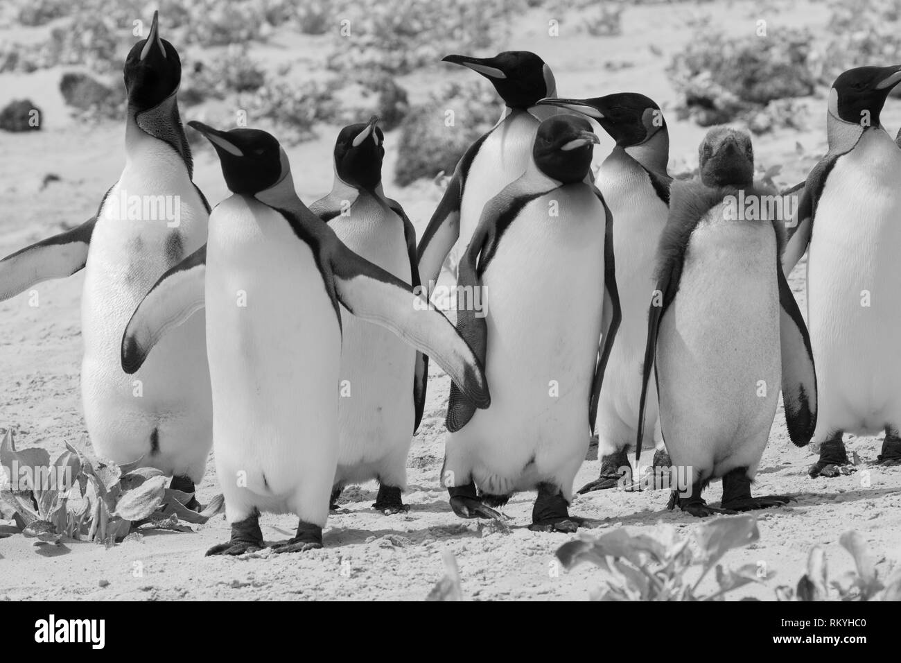 Scopri tre tipi di pinguini a Volunteer Point sulle Isole Falkland. Esplorare il re più grande colonia di pinguini al di fuori dell' Antartide. Foto Stock