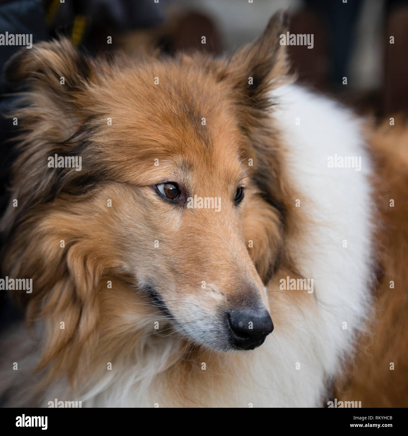 Una chiusura di una ruvida collie testa del cane. Foto Stock