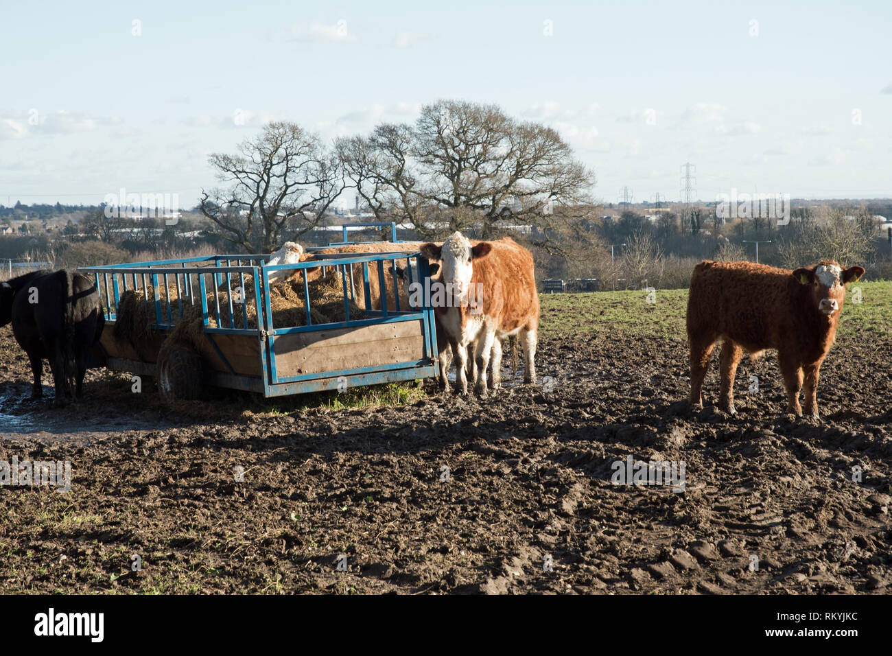 M25 Colne Valley Motorway Service Area proposta sito, Iver Heath, Bucks Foto Stock