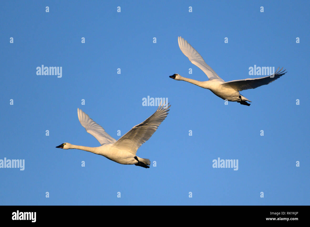 La tundra cigni a William L. Finley National Wildlife Refuge, Willamette Valley, Oregon. Foto Stock