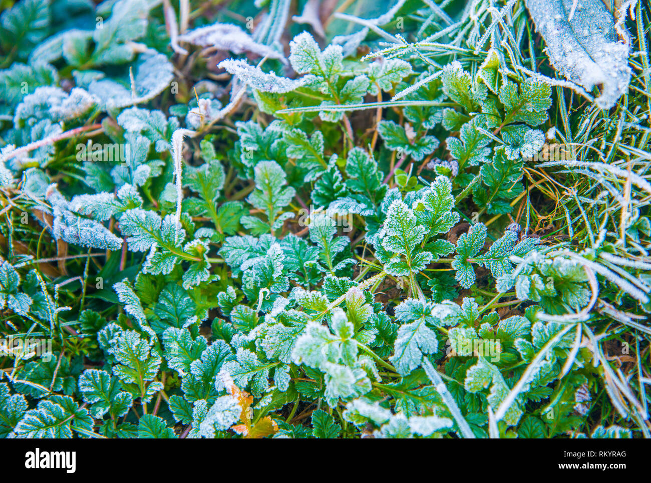 Frosty foglie. Foto Stock