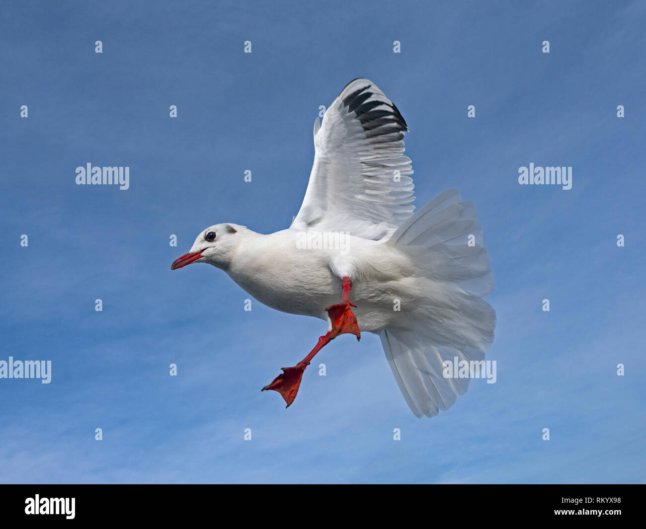 Testa nera Gabbiani Larus ridibundus in volo fotografato con un obiettivo grandangolare Foto Stock
