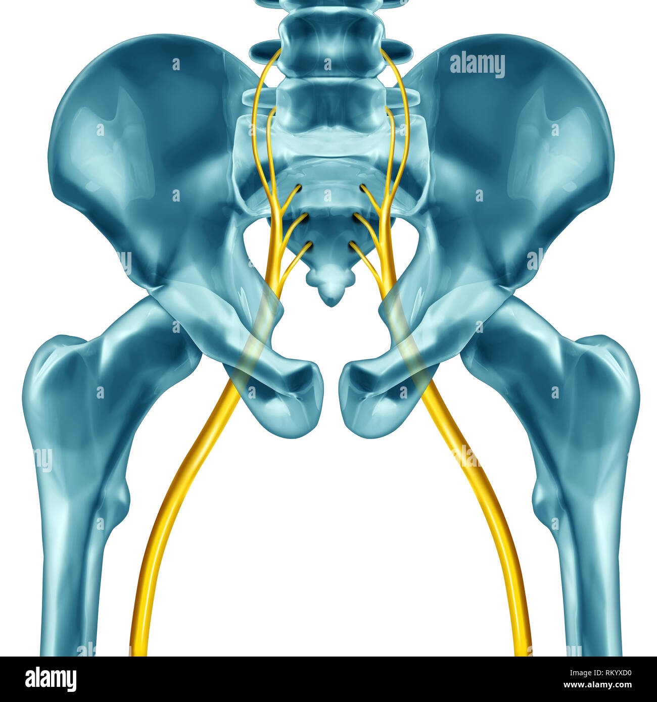 Il nervo sciatico concetto di anatomia umana con 3D illustrazione elementi su uno sfondo bianco. Foto Stock