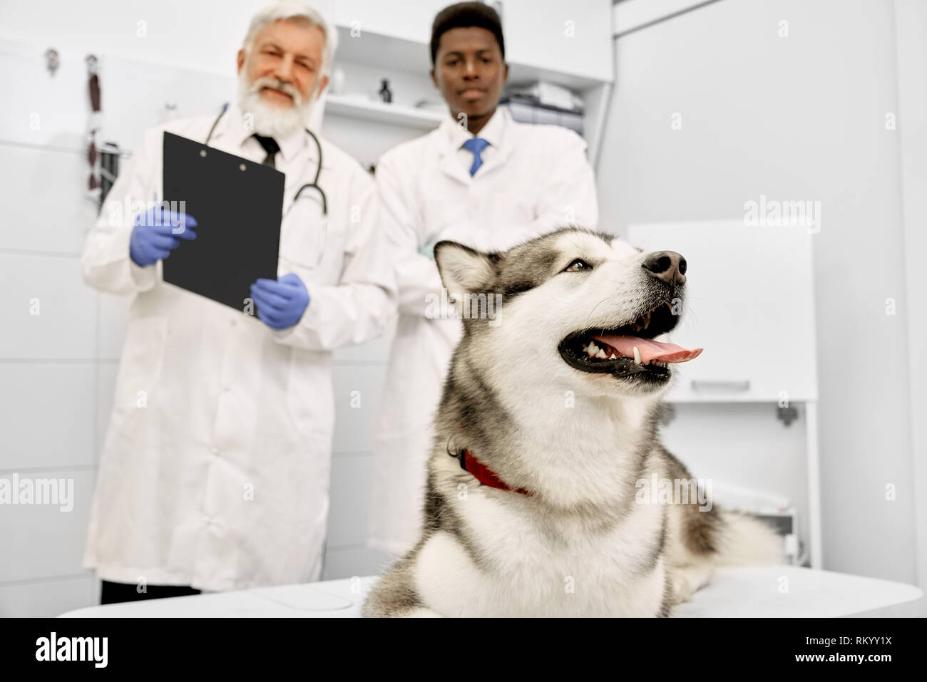 Bella big dog, alaskan malamute giacente nel gabinetto medico. Due veterinari professionisti medici che lavorano nella clinica veterinaria con animali. Anziani vet indossa in medical abito bianco, tenendo la cartella. Foto Stock
