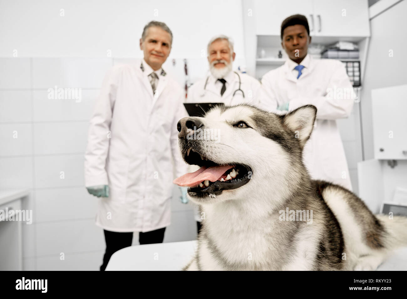 Tre i veterinari professionali in piedi dietro grandi abbastanza malamute. Big Dog giacente su esame in clinica. I medici veterinari che indossa in bianco medical uniformi. Foto Stock