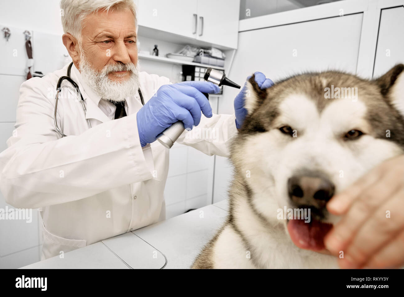 Anziani veterinario azienda speciale strumento medicale, osservando, ispezione orecchio del cane. Muso di alaskan malamute. Medico indossa in camice bianco e blu guanti medicali. Foto Stock