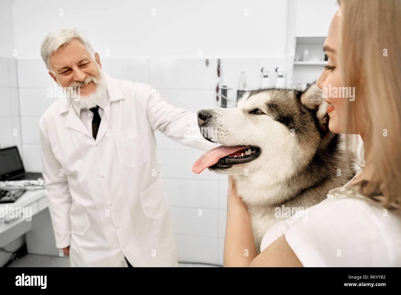 Allegro anziano medico di diagnosticare e di esaminare le condizioni di salute degli animali. Alaskan Malamute nella clinica veterinaria di esame. Proprietario del grande bella pet in piedi vicino al cane, accarezzare lui. Foto Stock