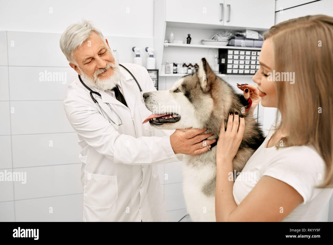Alaskan Malamute nella clinica veterinaria di esame. Proprietario di big bello cane in piedi vicino a pet, accarezzare lui. Tipo anziano medico di diagnosticare e di esaminare le condizioni di salute degli animali. Foto Stock