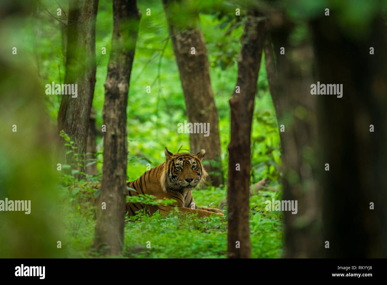 Un maschio dominante tiger della zona turistica avvistate nella zona tampone durante il monsone di safari Al Parco nazionale di Ranthambore, India Foto Stock