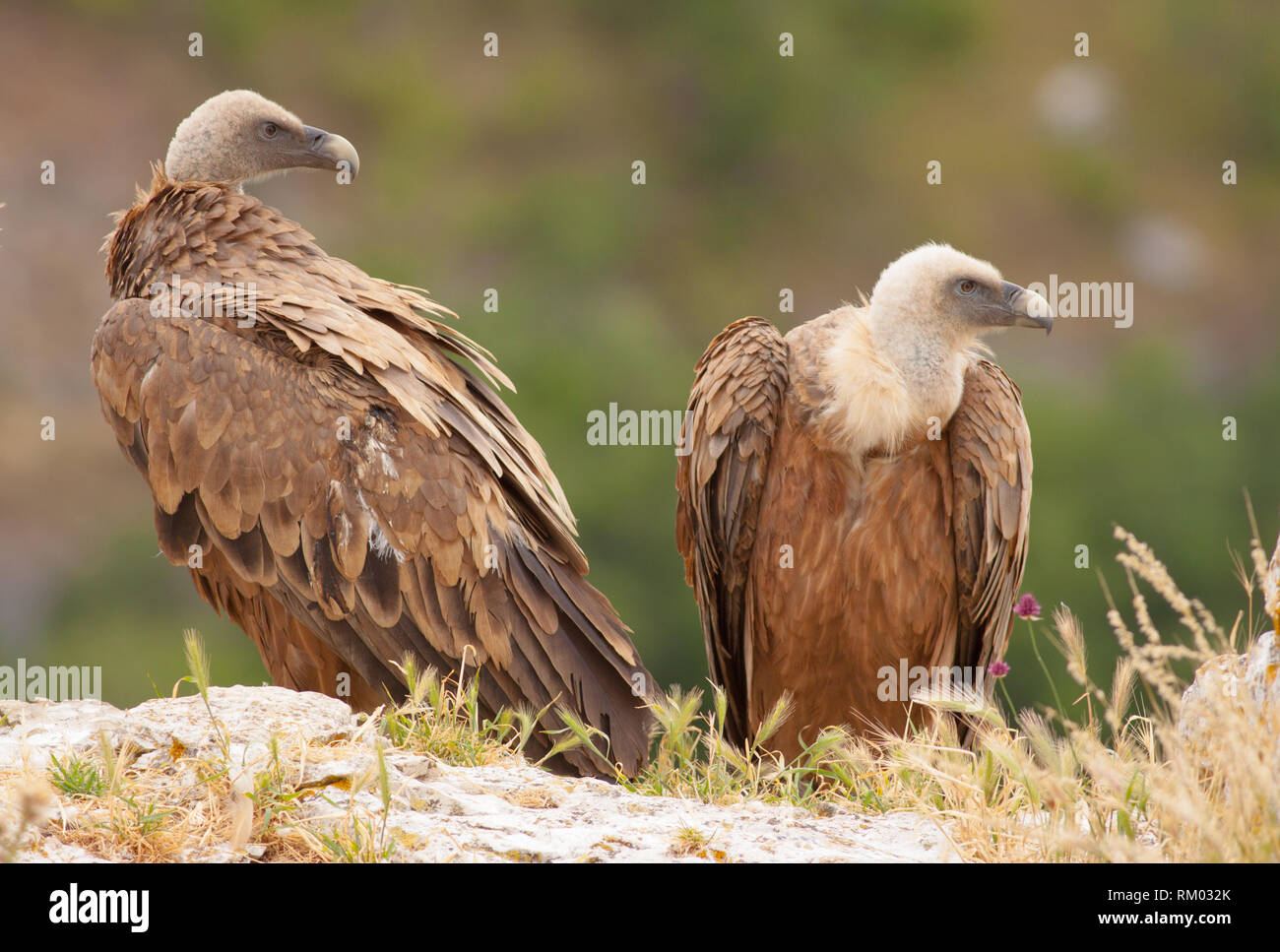 Eurasian Grifone nel nord della Spagna Foto Stock