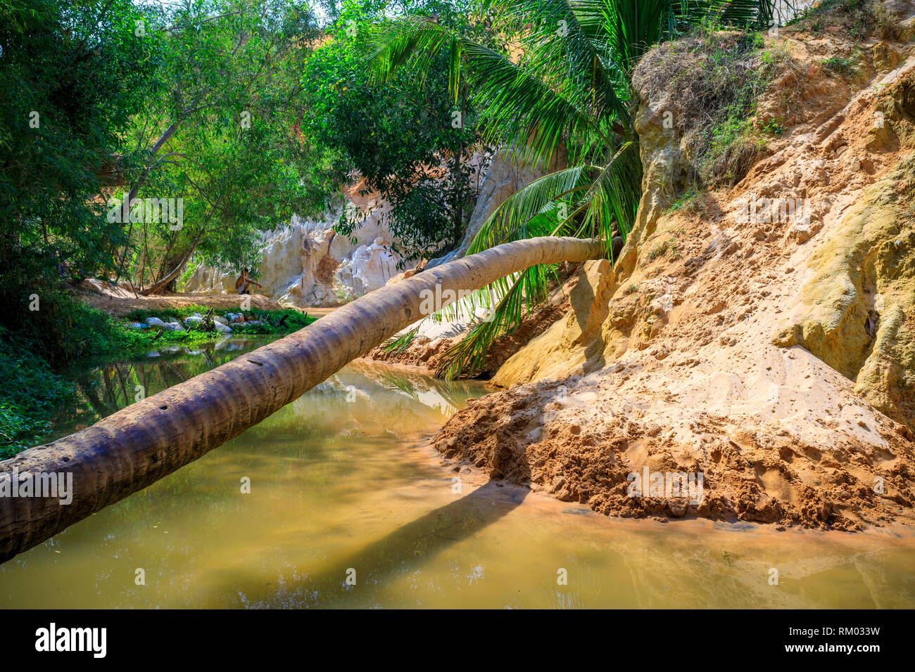 Caduto tall Palm tree su un fiume chiamato flusso di fata in Vietnam Foto Stock