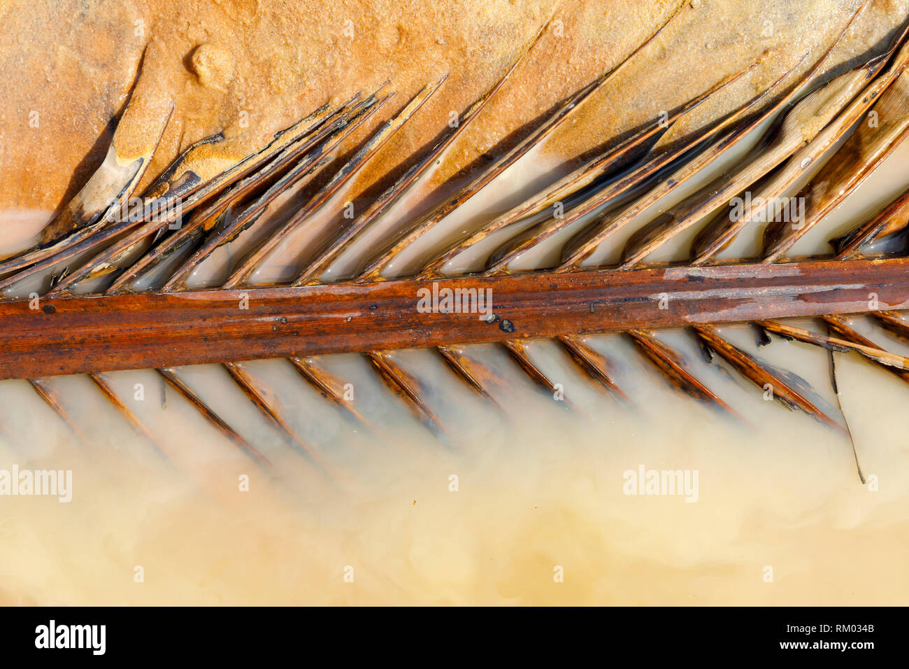 Vecchio brown root di una Palma foglie in acqua e nebbioso Foto Stock